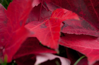 Illustration for article titled Shooting Challenge Fall Leaves Gallery 6